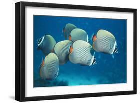 Collared Pakistan Butterfly Fish-null-Framed Photographic Print