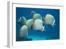 Collared Pakistan Butterfly Fish-null-Framed Photographic Print