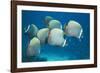 Collared Pakistan Butterfly Fish-null-Framed Photographic Print