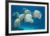 Collared Pakistan Butterfly Fish-null-Framed Photographic Print