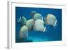 Collared Pakistan Butterfly Fish-null-Framed Photographic Print