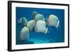 Collared Pakistan Butterfly Fish-null-Framed Photographic Print