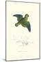 Collared Parakeet - Bolbopsittacus Lunulatus-Edward Lear-Mounted Art Print