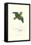 Collared Parakeet - Bolbopsittacus Lunulatus-Edward Lear-Framed Stretched Canvas