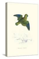 Collared Parakeet - Bolbopsittacus Lunulatus-Edward Lear-Stretched Canvas