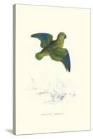 Collared Parakeet - Bolbopsittacus Lunulatus-Edward Lear-Stretched Canvas