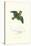 Collared Parakeet - Bolbopsittacus Lunulatus-Edward Lear-Stretched Canvas