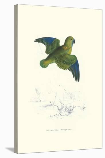 Collared Parakeet - Bolbopsittacus Lunulatus-Edward Lear-Stretched Canvas