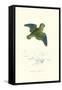 Collared Parakeet - Bolbopsittacus Lunulatus-Edward Lear-Framed Stretched Canvas
