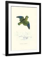 Collared Parakeet - Bolbopsittacus Lunulatus-Edward Lear-Framed Art Print