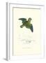 Collared Parakeet - Bolbopsittacus Lunulatus-Edward Lear-Framed Art Print