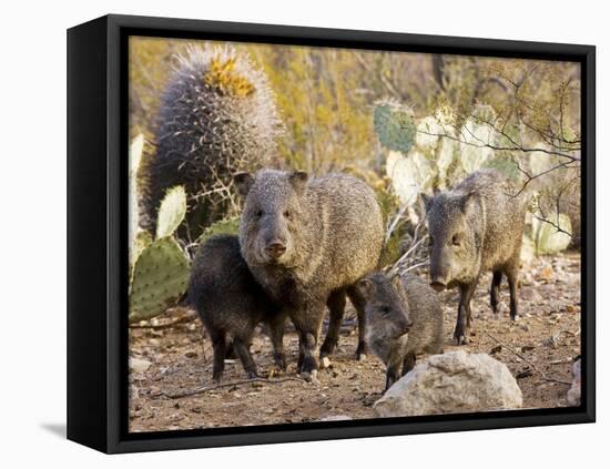 Collared Peccaries-null-Framed Stretched Canvas
