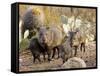 Collared Peccaries-null-Framed Stretched Canvas