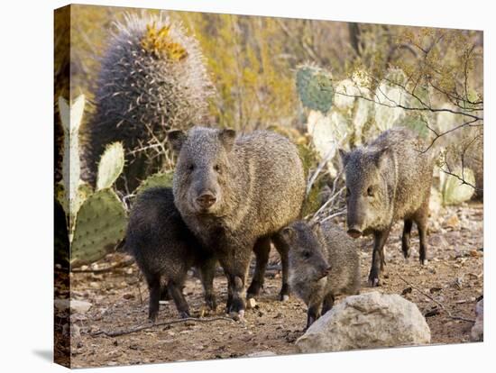 Collared Peccaries-null-Stretched Canvas