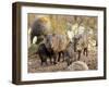 Collared Peccaries-null-Framed Photographic Print