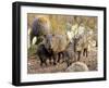 Collared Peccaries-null-Framed Photographic Print