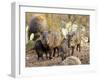 Collared Peccaries-null-Framed Photographic Print