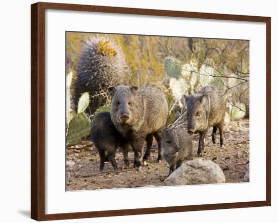 Collared Peccaries-null-Framed Photographic Print