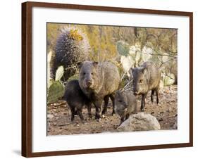 Collared Peccaries-null-Framed Photographic Print