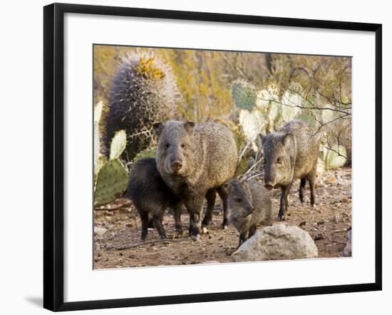 Collared Peccaries-null-Framed Photographic Print