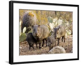 Collared Peccaries-null-Framed Photographic Print