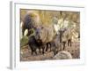 Collared Peccaries-null-Framed Photographic Print