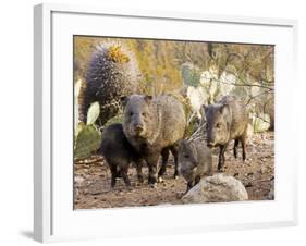 Collared Peccaries-null-Framed Photographic Print