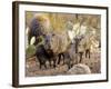 Collared Peccaries-null-Framed Photographic Print