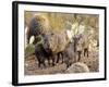 Collared Peccaries-null-Framed Photographic Print