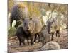 Collared Peccaries-null-Mounted Photographic Print