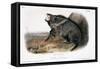 Collared Peccary, 1846-John James Audubon-Framed Stretched Canvas