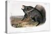 Collared Peccary, 1846-John James Audubon-Stretched Canvas