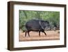 Collared peccary (Pecari tajacu) in habitat.-Larry Ditto-Framed Photographic Print