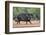 Collared peccary (Pecari tajacu) in habitat.-Larry Ditto-Framed Photographic Print