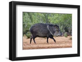 Collared peccary (Pecari tajacu) in habitat.-Larry Ditto-Framed Photographic Print