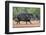 Collared peccary (Pecari tajacu) in habitat.-Larry Ditto-Framed Photographic Print