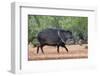 Collared peccary (Pecari tajacu) in habitat.-Larry Ditto-Framed Photographic Print