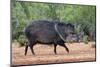 Collared peccary (Pecari tajacu) in habitat.-Larry Ditto-Mounted Photographic Print