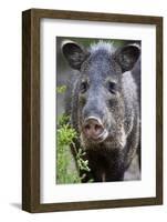 Collared Peccary (Pecari Tajacu) Laredo Borderlands, Texas, USA. April-Claudio Contreras-Framed Photographic Print