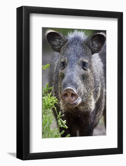 Collared Peccary (Pecari Tajacu) Laredo Borderlands, Texas, USA. April-Claudio Contreras-Framed Photographic Print