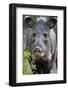 Collared Peccary (Pecari Tajacu) Laredo Borderlands, Texas, USA. April-Claudio Contreras-Framed Photographic Print