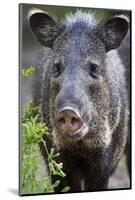 Collared Peccary (Pecari Tajacu) Laredo Borderlands, Texas, USA. April-Claudio Contreras-Mounted Photographic Print