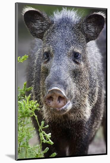 Collared Peccary (Pecari Tajacu) Laredo Borderlands, Texas, USA. April-Claudio Contreras-Mounted Photographic Print