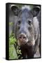 Collared Peccary (Pecari Tajacu) Laredo Borderlands, Texas, USA. April-Claudio Contreras-Framed Stretched Canvas