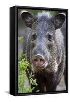 Collared Peccary (Pecari Tajacu) Laredo Borderlands, Texas, USA. April-Claudio Contreras-Framed Stretched Canvas