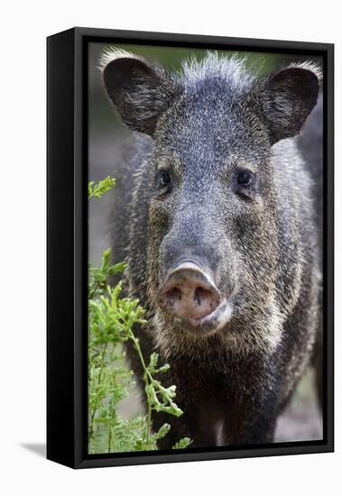 Collared Peccary (Pecari Tajacu) Laredo Borderlands, Texas, USA. April-Claudio Contreras-Framed Stretched Canvas