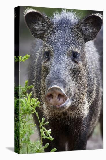 Collared Peccary (Pecari Tajacu) Laredo Borderlands, Texas, USA. April-Claudio Contreras-Stretched Canvas