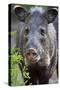 Collared Peccary (Pecari Tajacu) Laredo Borderlands, Texas, USA. April-Claudio Contreras-Stretched Canvas