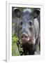 Collared Peccary (Pecari Tajacu) Laredo Borderlands, Texas, USA. April-Claudio Contreras-Framed Photographic Print