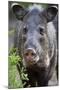 Collared Peccary (Pecari Tajacu) Laredo Borderlands, Texas, USA. April-Claudio Contreras-Mounted Photographic Print